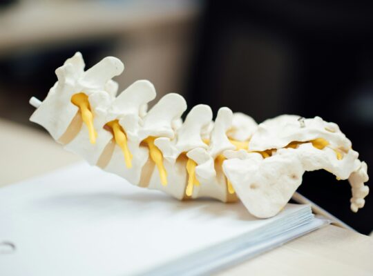 anatomie r