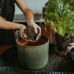 Pourquoi et comment produire du CBD en France devient une opportunité lucrative
