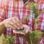 Découvrez la fleur de CBD qui vous ressemble vraiment