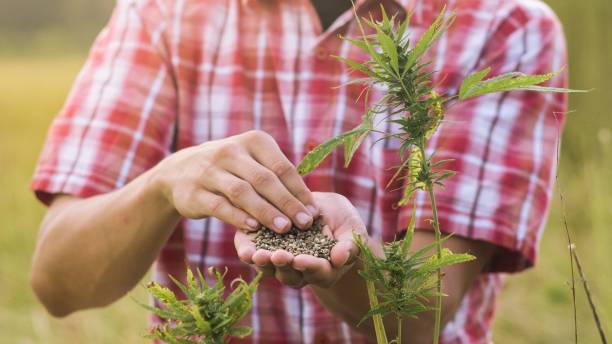 fleur cbd chanvre cannabis